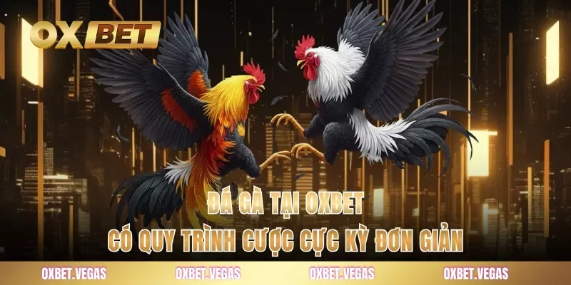 Đá gà tại OXBET có quy trình cược cực kỳ đơn giản